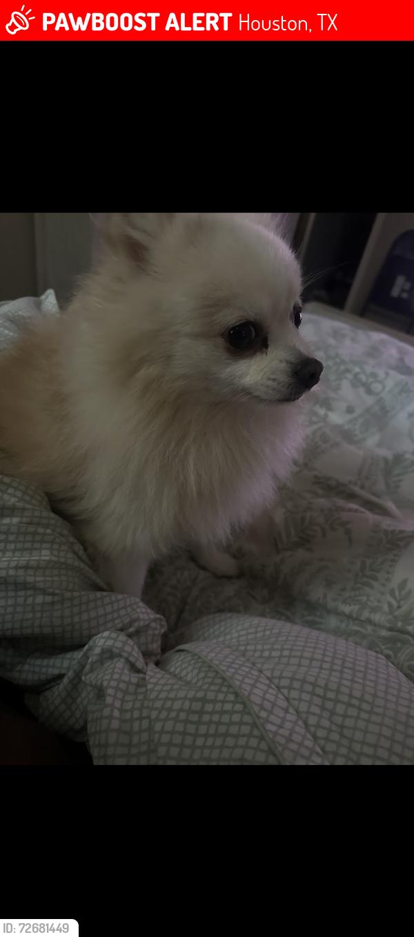 Lost Male Dog last seen Near Winkleman Rd/ La Paloma Drive/ Las Brisas Dr Houston, TX 77083, Houston, TX 77083