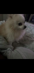 Lost Male Dog last seen Near Winkleman Rd/ La Paloma Drive/ Las Brisas Dr Houston, TX 77083, Houston, TX 77083