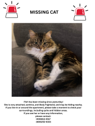 Lost Female Cat last seen Vendome apmt , San Jose, CA 95110