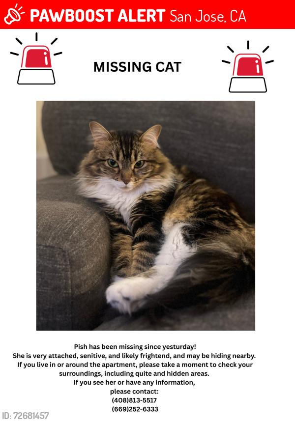 Lost Female Cat last seen Vendome apmt , San Jose, CA 95110