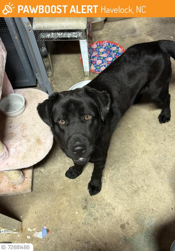 Found/Stray Unknown Dog last seen Wash hse area , Havelock, NC 28532