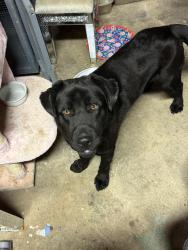 Found/Stray Unknown Dog last seen Wash hse area , Havelock, NC 28532