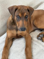 Lost Male Dog last seen Gardenia and Cammelia, New Braunfels, TX 78130