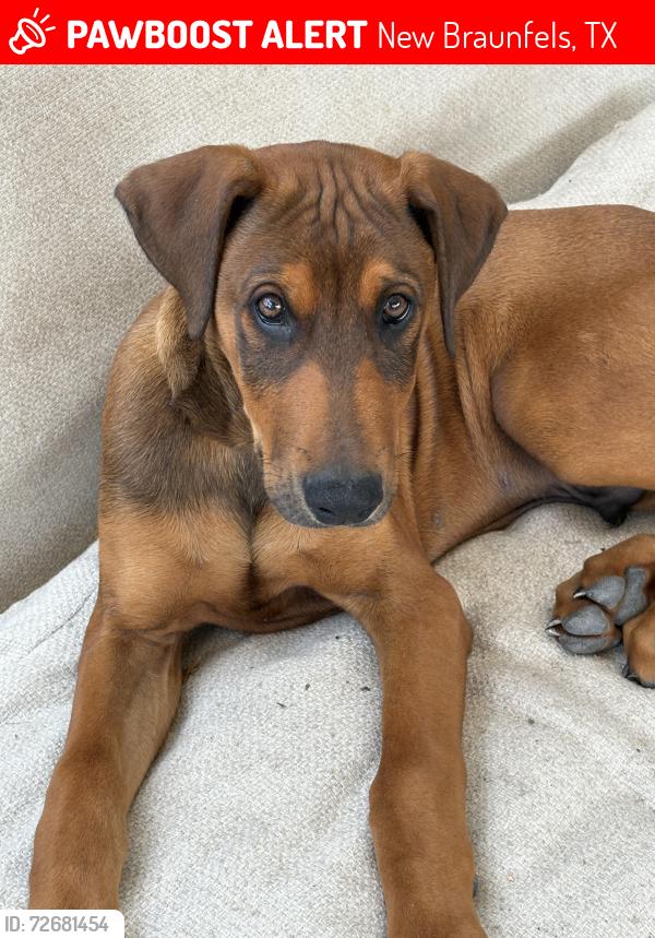 Lost Male Dog last seen Gardenia and Cammelia, New Braunfels, TX 78130