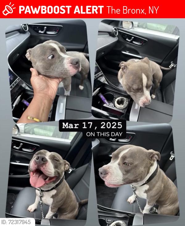 Lost Female Dog last seen Fordham & Kingsbridge area, The Bronx, NY 10458