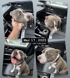 Lost Female Dog last seen Fordham & Kingsbridge area, The Bronx, NY 10458