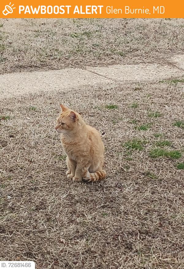 Found/Stray Male Cat last seen Overhill rd and Normandy dr, Glen Burnie, MD 21060