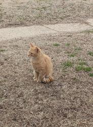 Found/Stray Male Cat last seen Overhill rd and Normandy dr, Glen Burnie, MD 21060