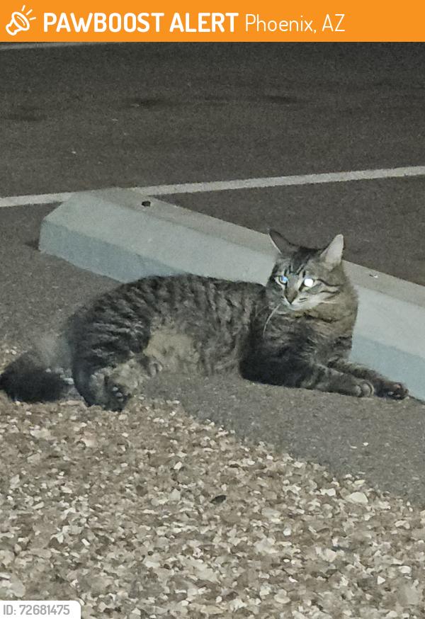 Found/Stray Unknown Cat last seen Caya apmts. Bethany  and 10th street, Phoenix, AZ 85014