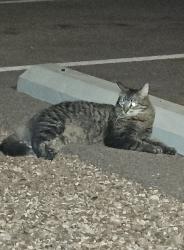 Found/Stray Unknown Cat last seen Caya apmts. Bethany  and 10th street, Phoenix, AZ 85014