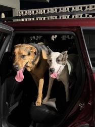 Found/Stray Unknown Dog last seen N 16th st and e northern, Phoenix, AZ 85020