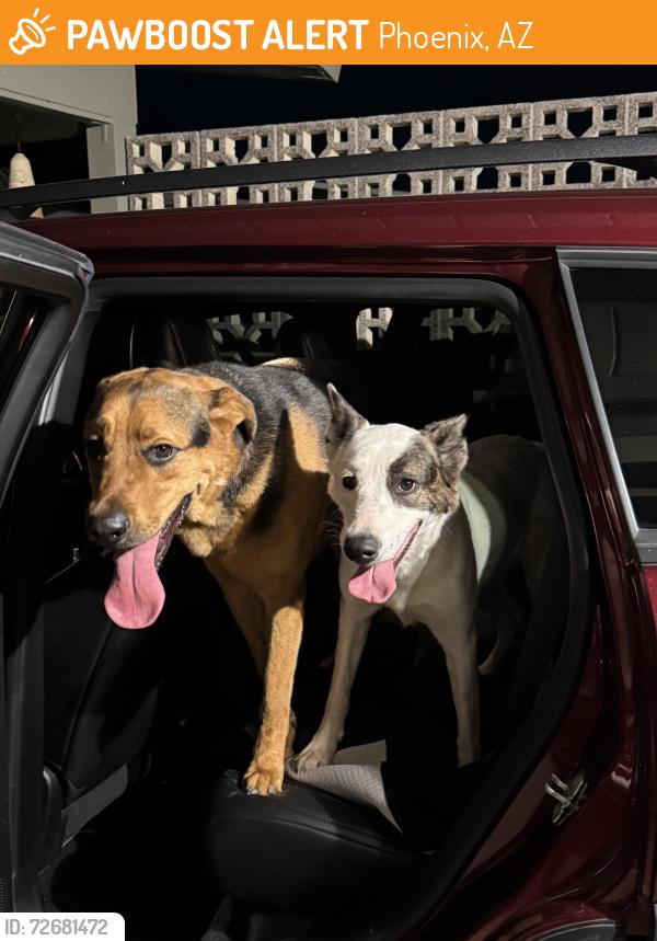 Found/Stray Unknown Dog last seen N 16th st and e northern, Phoenix, AZ 85020