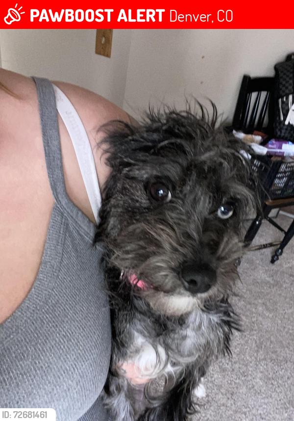 Lost Female Dog last seen Jewel and Knox, Denver, CO 80219