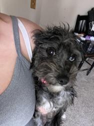Lost Female Dog last seen Jewel and Knox, Denver, CO 80219