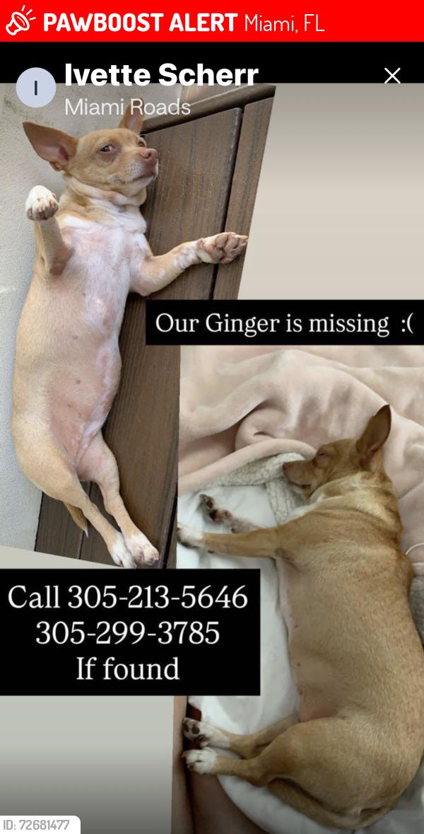 Lost Female Dog last seen SW 5 Ave 24 Road Miami Fl, Miami, FL 33129