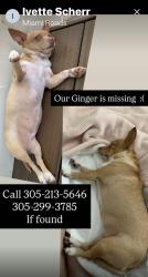 Lost Female Dog last seen SW 5 Ave 24 Road Miami Fl, Miami, FL 33129