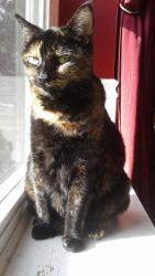 Lost Female Cat last seen Macarena Dr and Salsa Dr, Corpus Christi, TX 78414