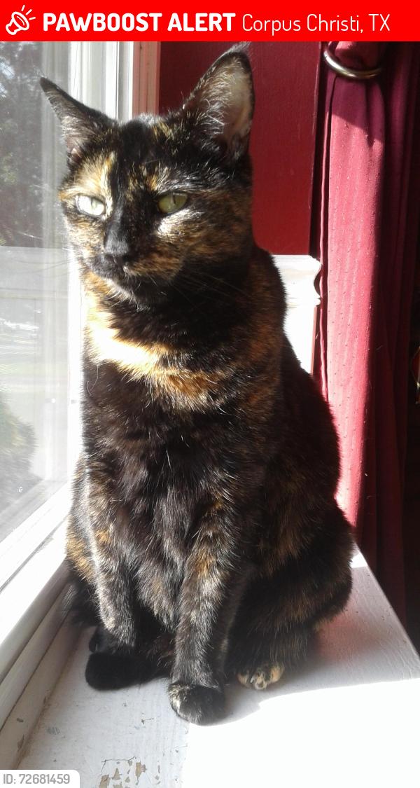 Lost Female Cat last seen Macarena Dr and Salsa Dr, Corpus Christi, TX 78414