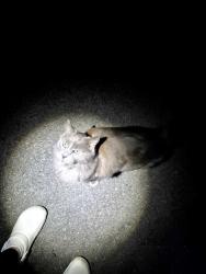 Found/Stray Unknown Cat last seen Near and grove, Spokane, WA 99224