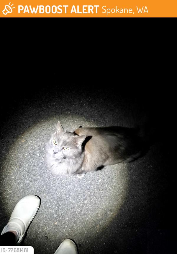 Found/Stray Unknown Cat last seen Near and grove, Spokane, WA 99224