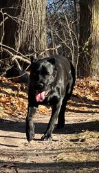 Lost Male Dog last seen Pinecrest & hmstd, Georgina, ON L0E 1N0
