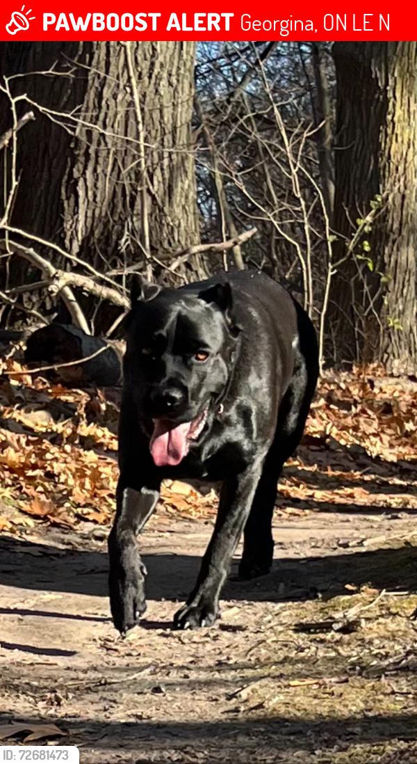 Lost Male Dog last seen Pinecrest & hmstd, Georgina, ON L0E 1N0