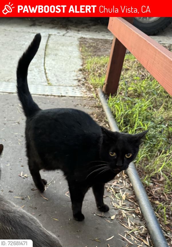 Lost Female Cat last seen Twin Oaks Ave and I Street, Chula Vista, CA 91910