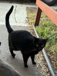 Lost Female Cat last seen Twin Oaks Ave and I Street, Chula Vista, CA 91910