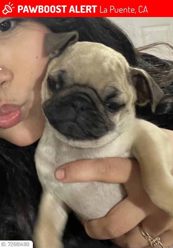 Lost Female Dog last seen Corner of zenith, La Puente, CA 91744