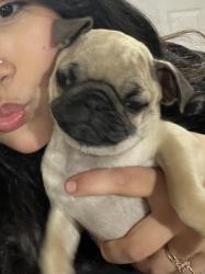 Lost Female Dog last seen Corner of zenith, La Puente, CA 91744