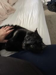 Lost Male Cat last seen Cum company , Fridley, MN 55432
