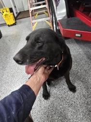 Found/Stray Female Dog last seen Near west copper stone dr, South Jordan, UT 84009