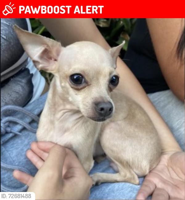 Lost Female Dog last seen Near holiday Dr lake worth , Lake Worth Beach, FL 33461