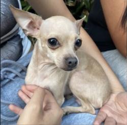 Lost Female Dog last seen Near holiday Dr lake worth , Lake Worth Beach, FL 33461