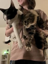 Found/Stray Female Cat last seen Building E, Murfreesboro, TN 37130