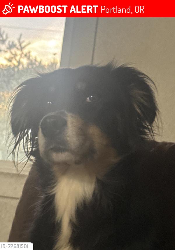 Lost Female Dog last seen Near th and powell, Portland, OR 97202