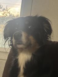 Lost Female Dog last seen Near th and powell, Portland, OR 97202