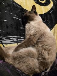 Lost Male Cat last seen Covillaud, Marysville, CA 95901