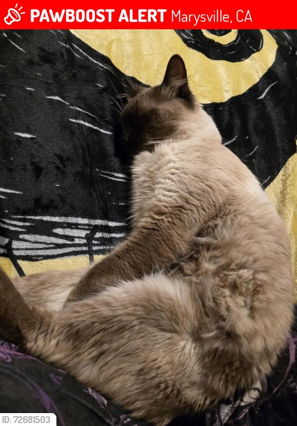 Lost Male Cat last seen Covillaud, Marysville, CA 95901