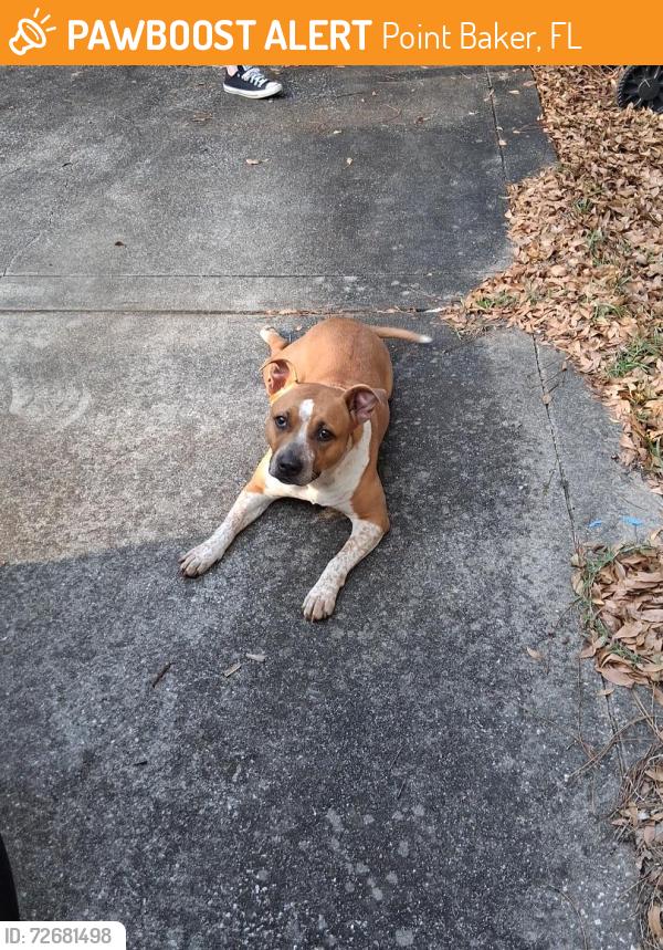 Found/Stray Female Dog last seen Hwy 87/Stewart St, Trail Ride North (roundup valley neighborhood), Point Baker, FL 32570