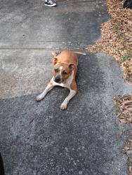 Found/Stray Female Dog last seen Hwy 87/Stewart St, Trail Ride North (roundup valley neighborhood), Point Baker, FL 32570