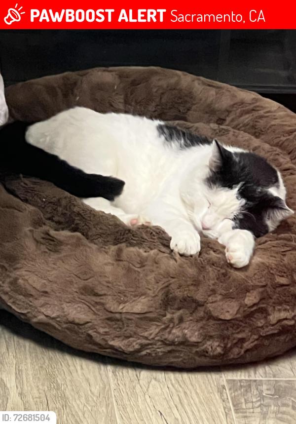 Lost Male Cat last seen Munroe Street and Huntington Road, Sacramento, CA 95825