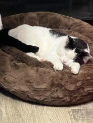 Lost Male Cat last seen Munroe Street and Huntington Road, Sacramento, CA 95825