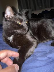 Lost Male Cat last seen West Cave Blvd, Dripping Springs, TX 78620