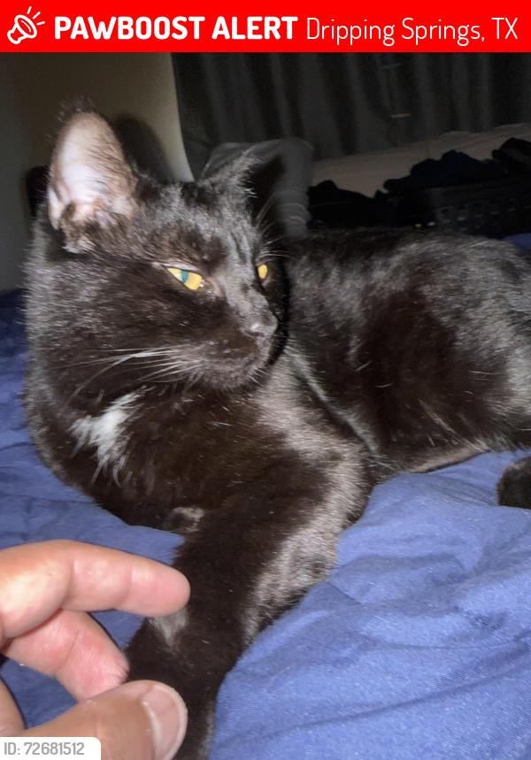 Lost Male Cat last seen West Cave Blvd, Dripping Springs, TX 78620