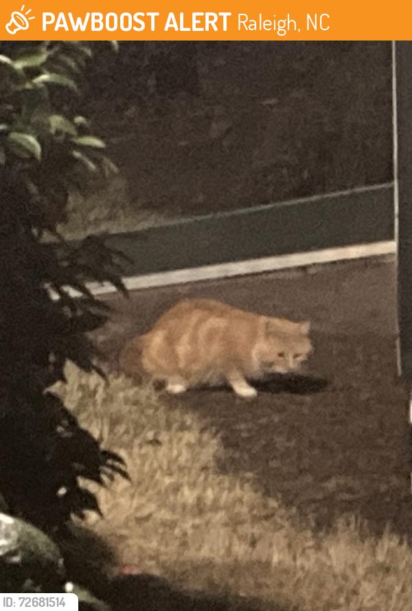 Found/Stray Unknown Cat last seen Windemere Beaver Dam Park, Raleigh, NC 27607