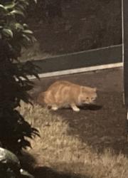 Found/Stray Unknown Cat last seen Windemere Beaver Dam Park, Raleigh, NC 27607