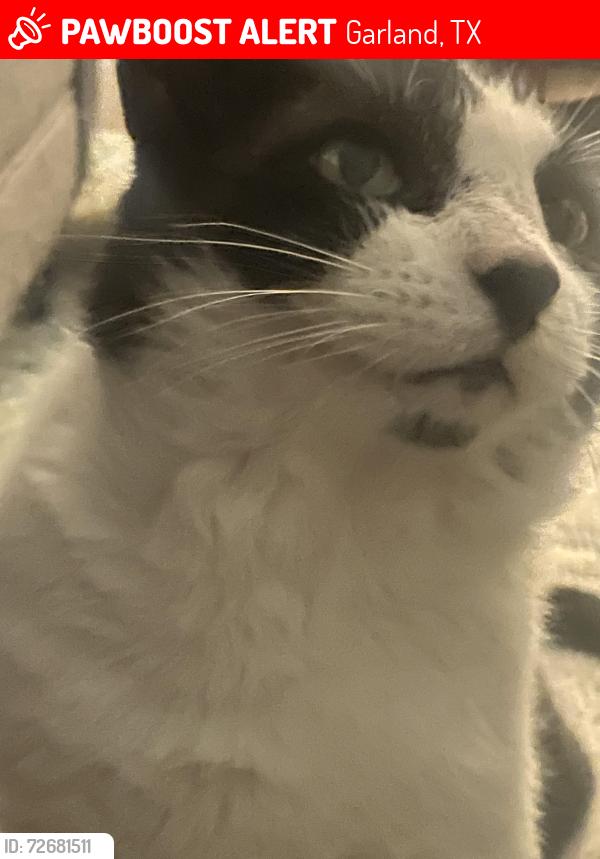 Lost Male Cat last seen NW Highway and Centerville, Peachtree Square apmts , Garland, TX 75041