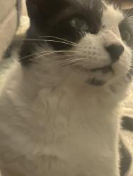 Lost Male Cat last seen NW Highway and Centerville, Peachtree Square apmts , Garland, TX 75041