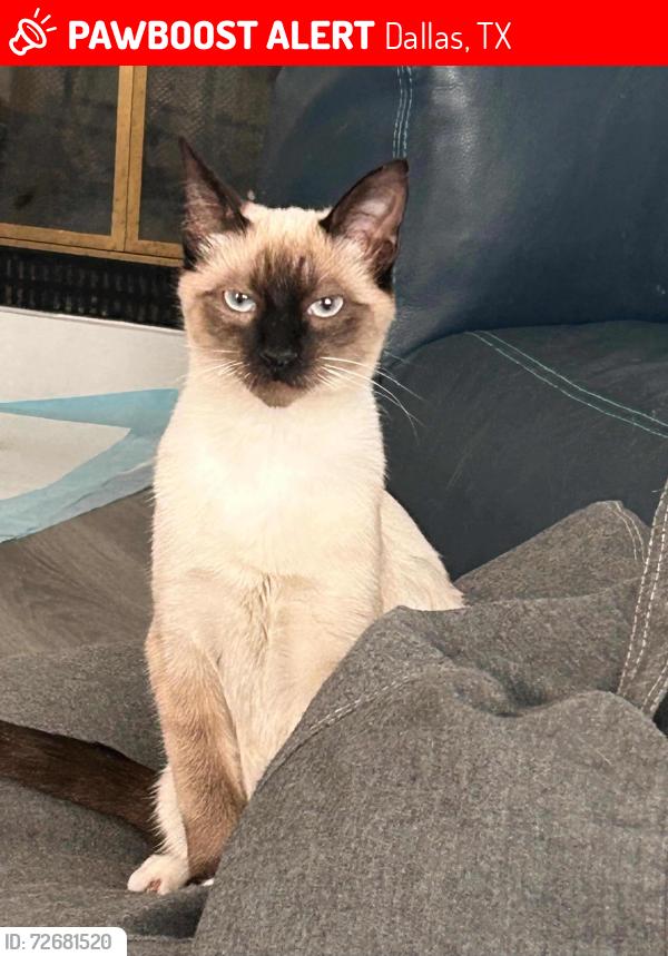 Lost Male Cat last seen Near Dutton Dr, Dallas, TX 75211, Dallas, TX 75211